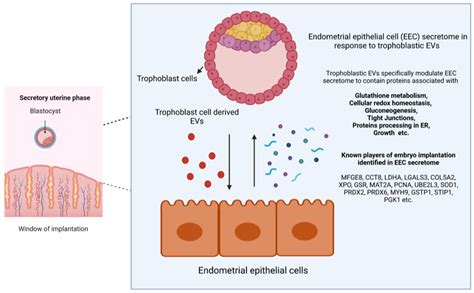 Secretory Proteomic Responses of Endometrial Epithelial Cells to ...