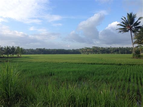 Java Island 的图像结果