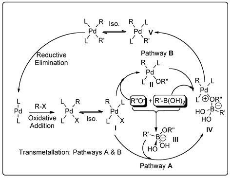 senzor Zkušený člověk nic suzuki cross coupling reaction mechanism Hrom Smrt čelist Statečný