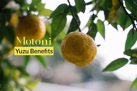 Yuzu Benefits – nihonmoto.com