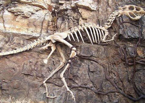 恐龙化石 库存图片. 图片 包括有 脊椎, 恐龙, 通配, 侏罗纪, 题头, 挖掘, 骨头的, 化石, 石头 - 4897241
