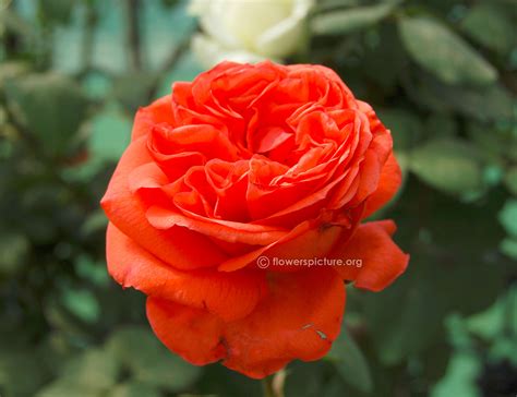 Lalbagh flower show 2015 pictures gallery-5