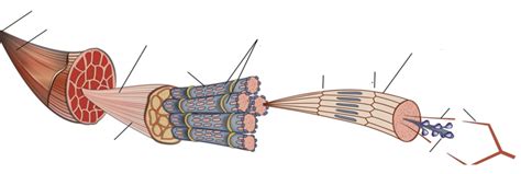 Skeletal Muscle Structure Diagram | Quizlet