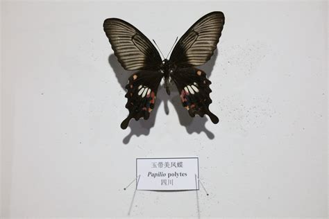 日科学家发现凤蝶产卵机理 加速昆虫进化研究-搜狐IT