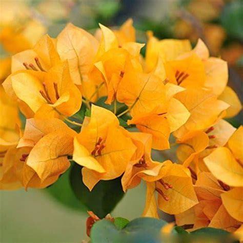 Mix Colour Bougainvillea Flower Seeds For Home Garden - 35+ Seeds Pack ...
