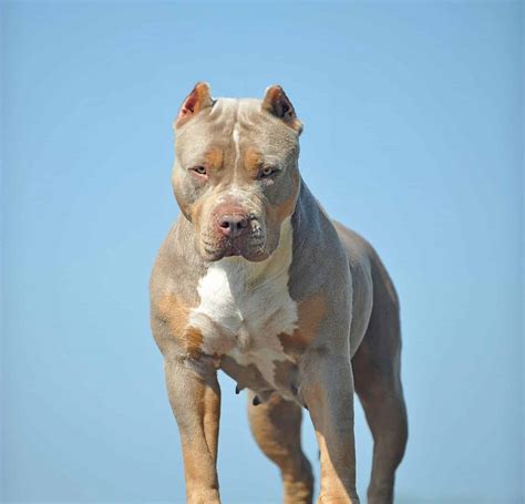 Biggest Pitbull