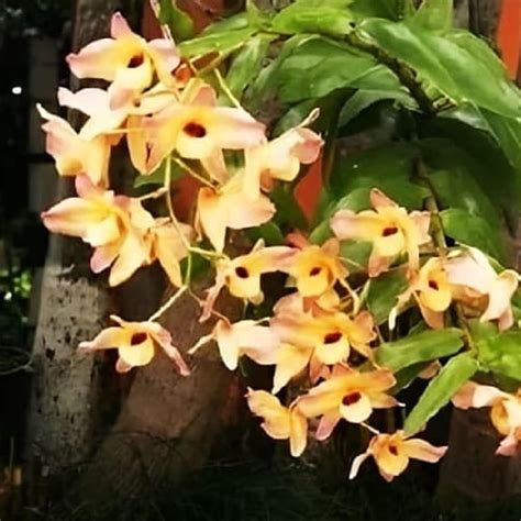 Bharat Vumi Dendrobium moschatum Orchid Healthy Live Plant- Pack of 2 ...