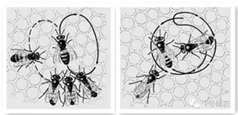 急性蜜蜂麻痹病，附防治方法 - 农敢网