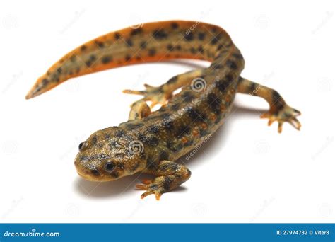 Spanish Ribbed Newt Pleurodeles Waltl , Also Known As The Iberian ...