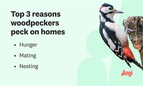 How to Stop Woodpeckers From Pecking Your House | Angi
