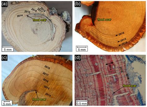 Hydrogeomorphic Impacts of Floods in a First-Order Catchment ...