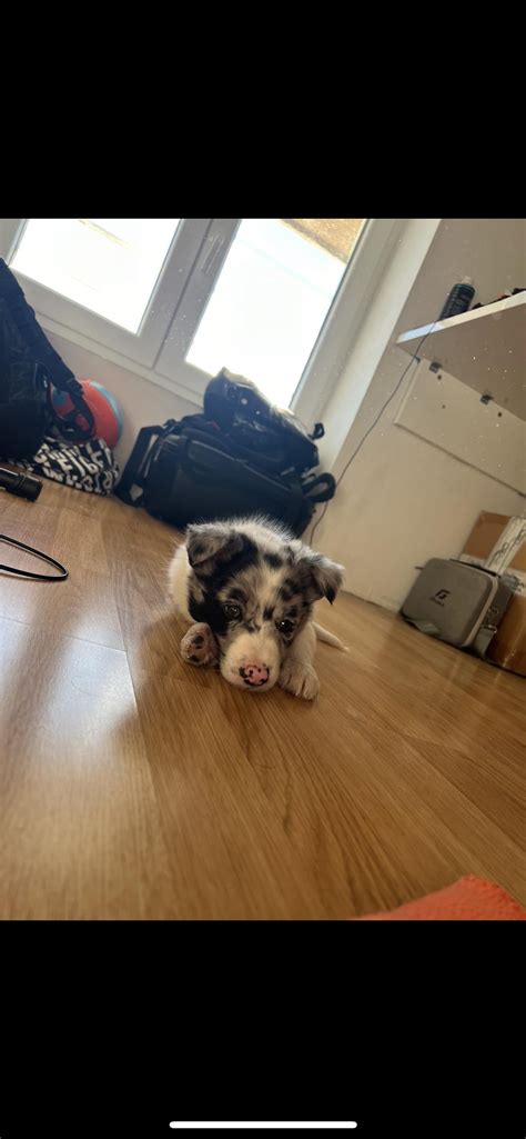 Border collie ears question : r/BorderCollie