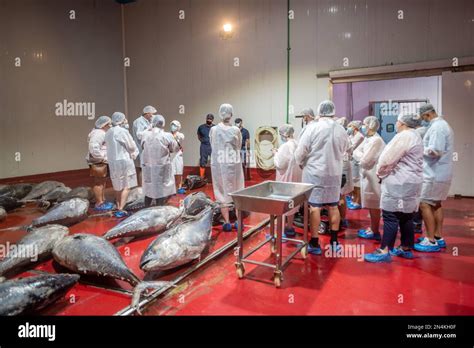 Image result for Fish processing Fish Canning Process