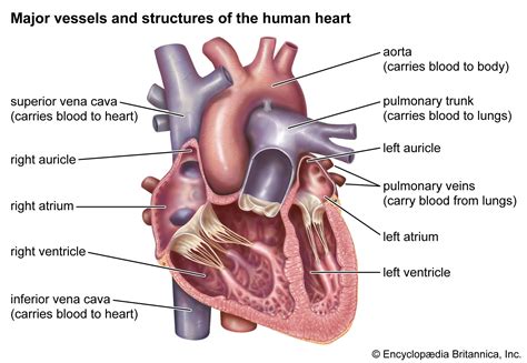 Anterior interventricular sulcus | anatomy | Britannica
