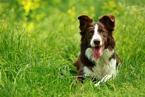 Dawson County Humane Society