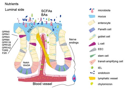 Targeting the Gut in Obesity: Signals from the Inner Surface