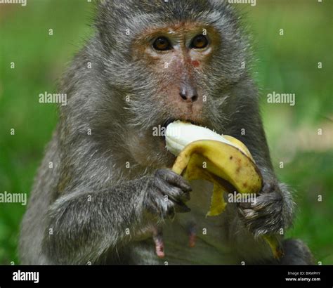 Real Monkeys With Bananas