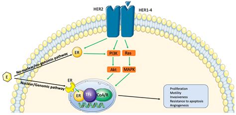 Hormone Receptor-Positive/HER2-Positive Breast Cancer: Hormone Therapy ...