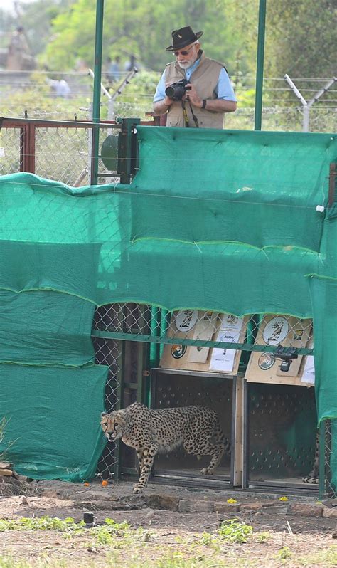 PM Modi releases cheetahs : 'നമ്മുടെ അതിഥികള്‍, അവരെ കാണാന്‍ കുറച്ച് ...