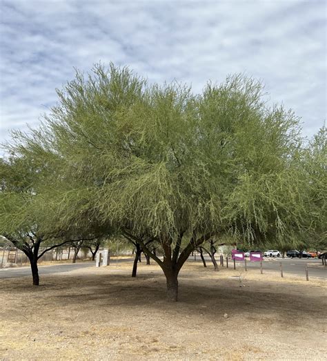 Blue Palo Verde · Tucson Clean & Beautiful