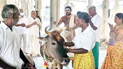சீர்காழி சட்டைநாதர் கோவிலில் கோபூஜை | Gopuja at Sirkazhi Sattainathar ...