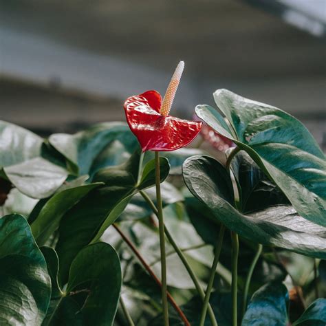 Indoor Plant Anthurium Care Anthurium Plants: Care And Growing Tips!