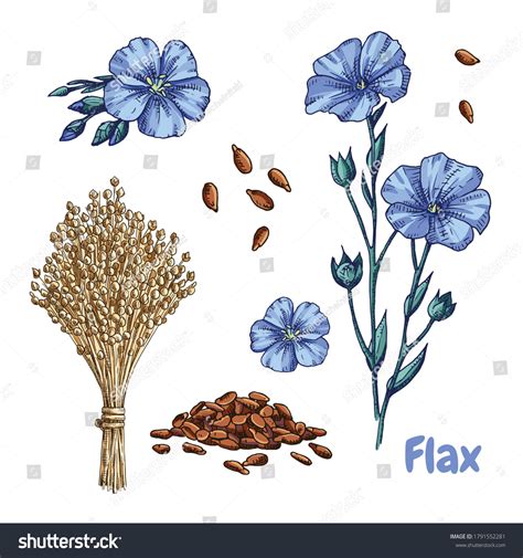 Flax Seeds Plant