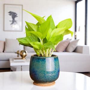 Money Plant Online in India | Flipkart | 23-Oct-25