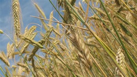 小麦行情预测，为什么小麦价格难以大幅上涨_第一金融网