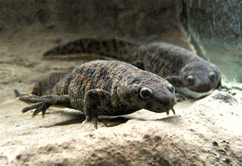 Newt | Amphibian, Aquatic & Terrestrial | Britannica