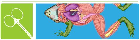 Image result for Brain Frog Dissection