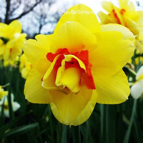 Image result for Signature Book Computer