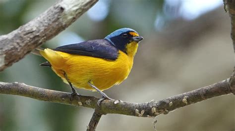 Endemic To Puerto Rico