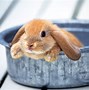 Image result for Cute Little Baby Rabbits