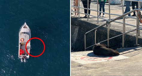 Image result for Alien Creature Bondi