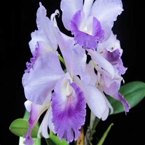 Cattleya Orchid Plant Rlc. Jairak Breeze Mature - Ready To Flower