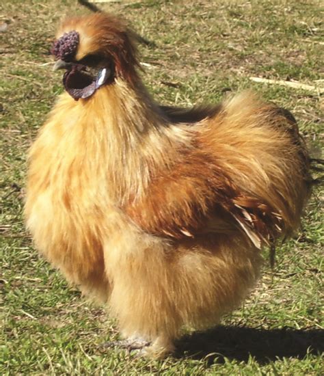 Fluffy Chicken Breed