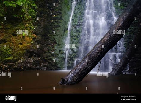 Funnel Vision Tree Fall 的图像结果