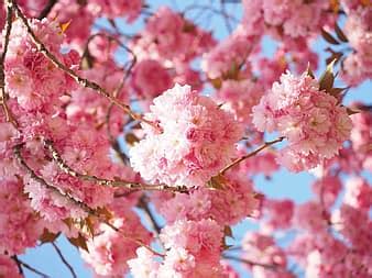 Image result for Executable File PNG