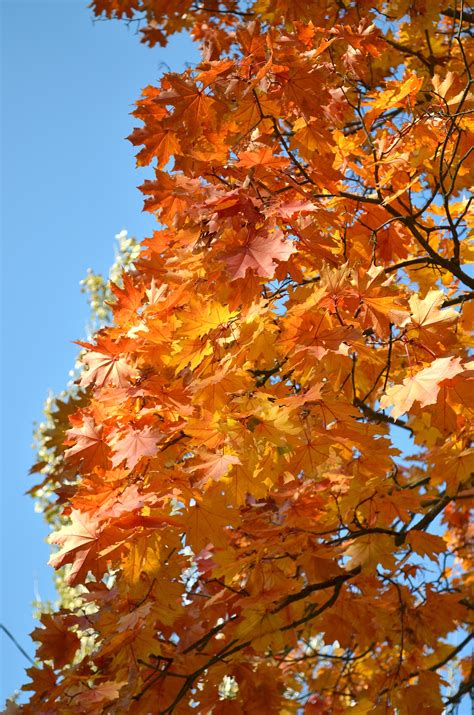 Free Images : nature, branch, sunlight, season, maple tree, maple leaf ...