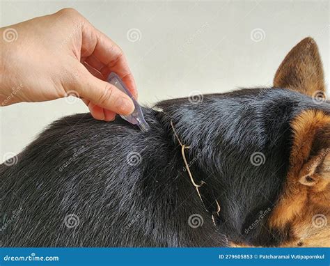 Image result for Program Flea Control Injection