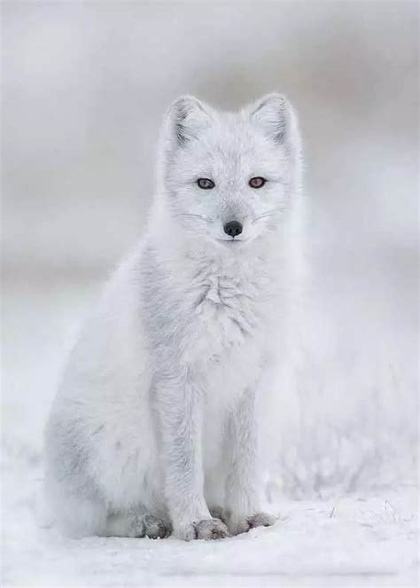 白狐图片 白狐图片唯美 | 犀牛图片网