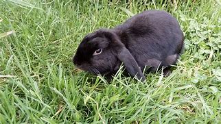 Image result for Dwarf Lop Bunnies