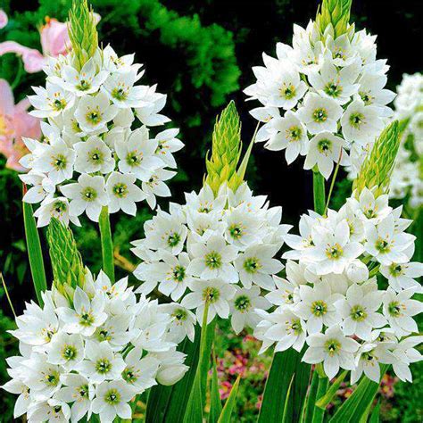Buy Chincherinchee Flower Bulbs online from Nurserylive at lowest price.