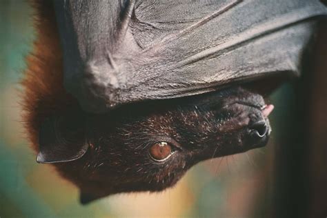 [100+] Cute Bat Pictures | Wallpapers.com