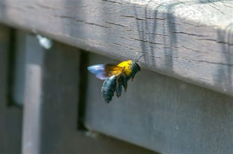 Carpenter Bees Control & Removal - Action Termite & Pest Control