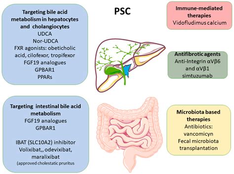 Bile Acids-Based Therapies for Primary Sclerosing Cholangitis: Current ...