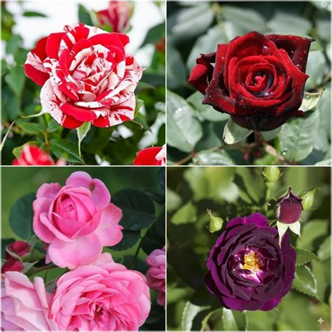 Buy Rose Plant (Pack of 4 Colors) online at best price