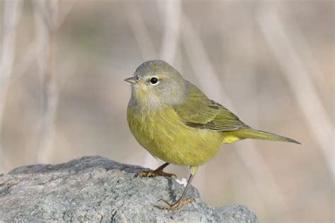 Orange-crowned Warbler (orestera) - eBird