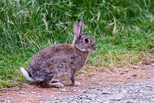 Image result for European Wild Rabbit